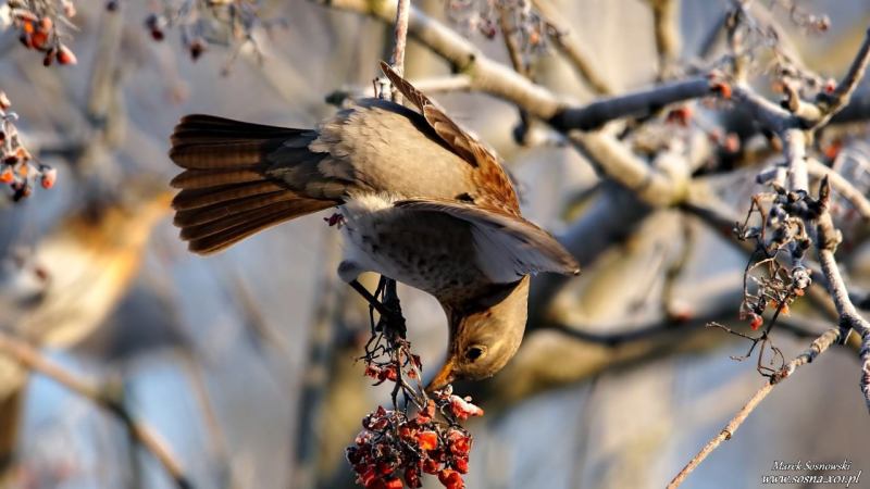 fauna-5
